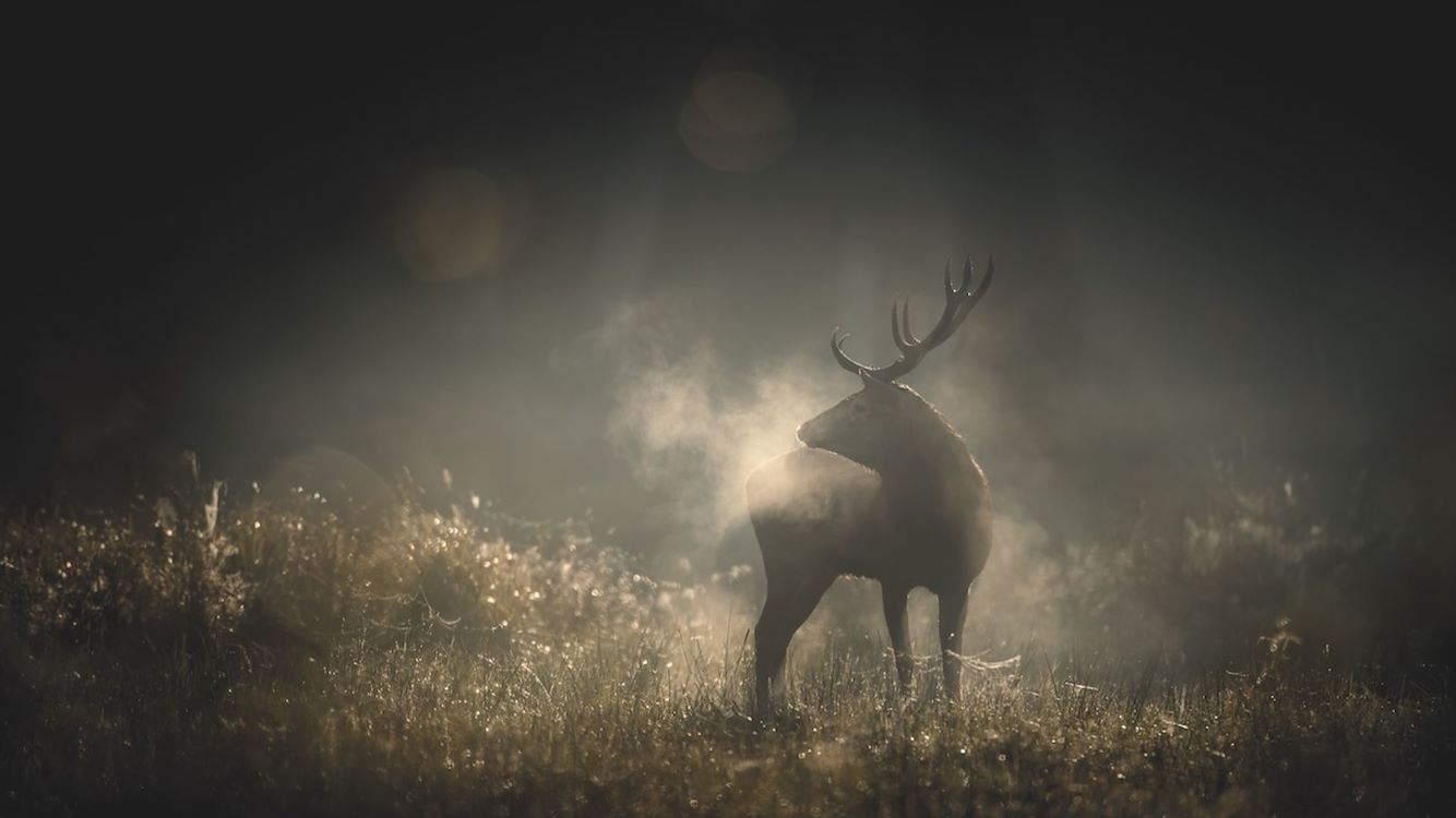 Release Whispers in the woods main image